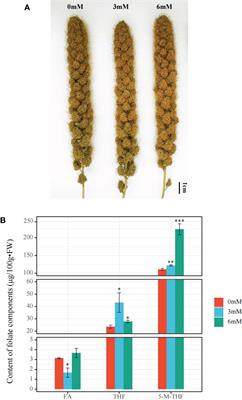 Role of miRNAs in regulation of SA-mediated upregulation of genes involved in folate and methionine metabolism in foxtail millet